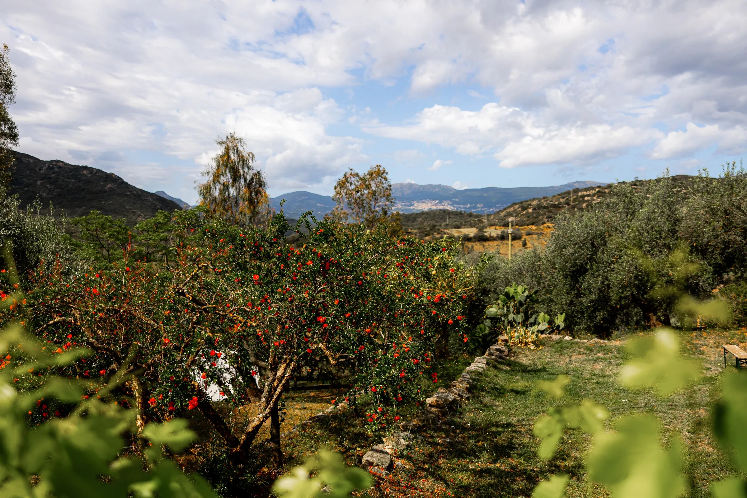Alberi del giardino con colline e montagne sullo sfondo