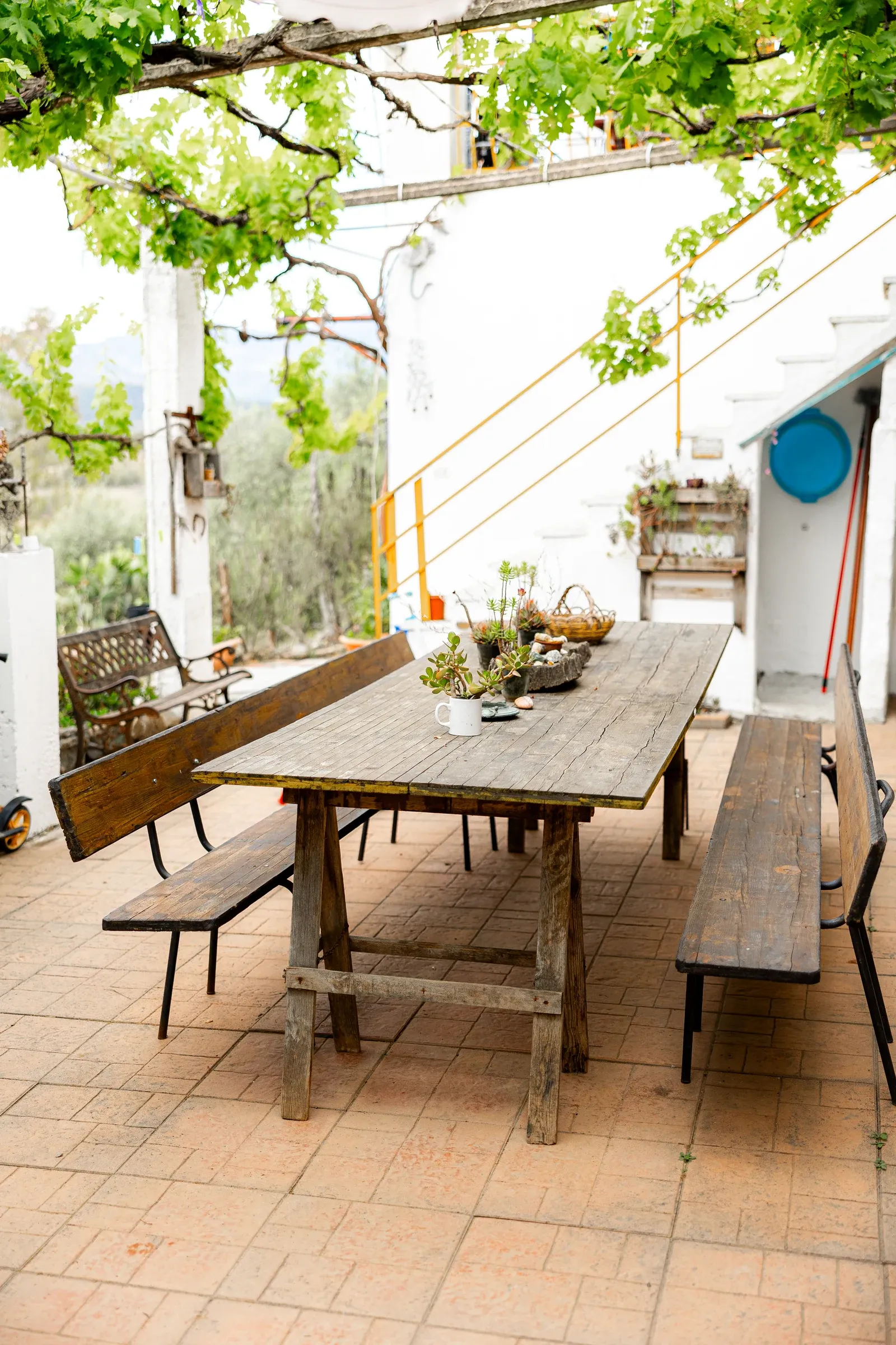 Wooden table and benches beneath the courtyard vines