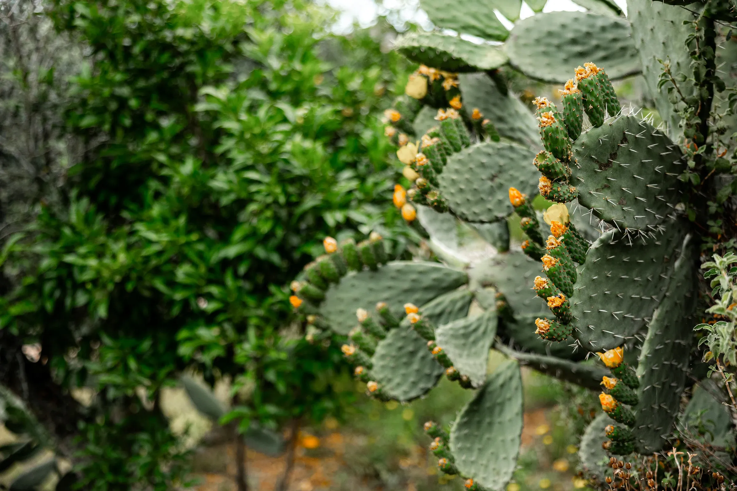 Prickly pears growing among the garden trees