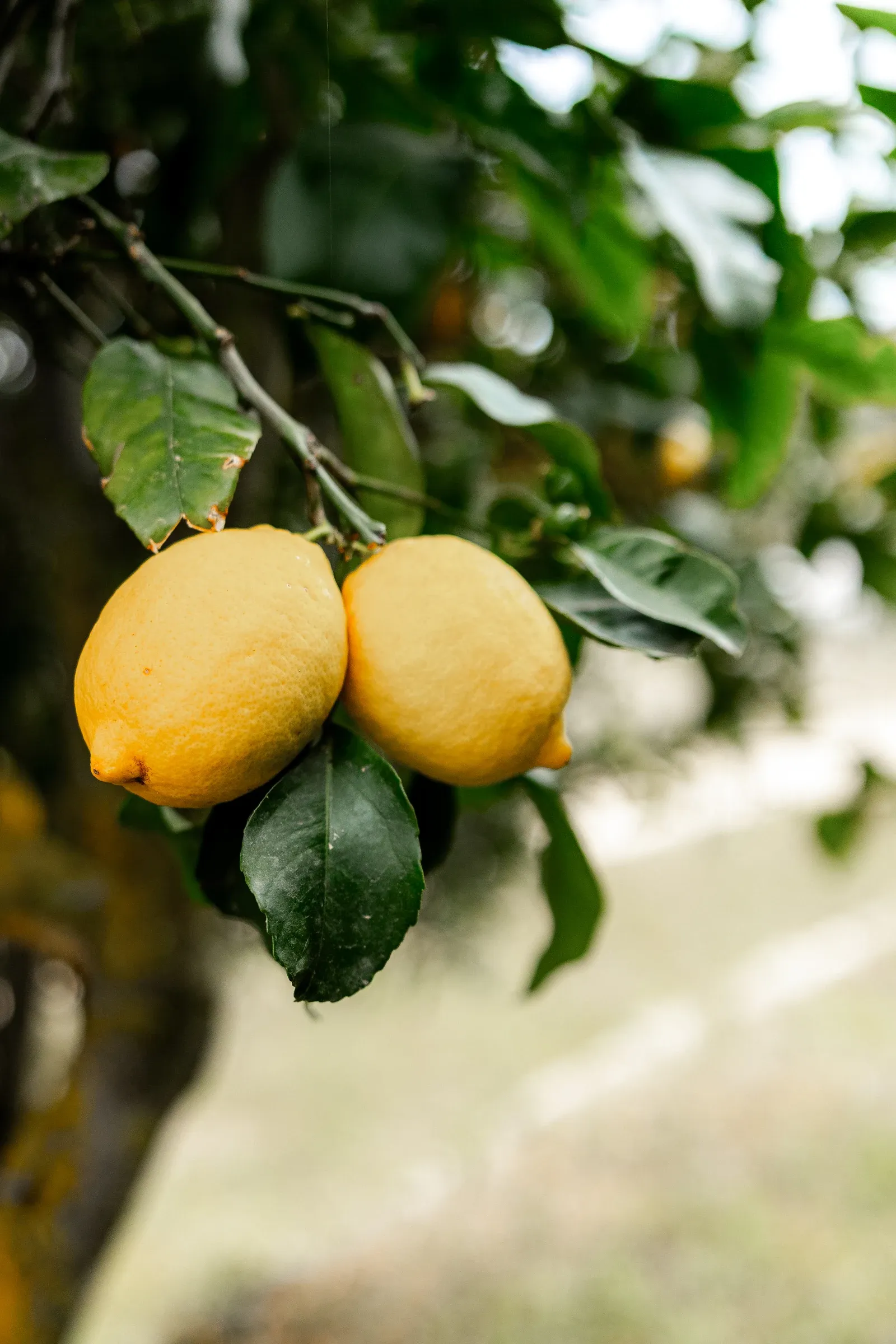 Due limoni crescono su un ramo con foglie verdi