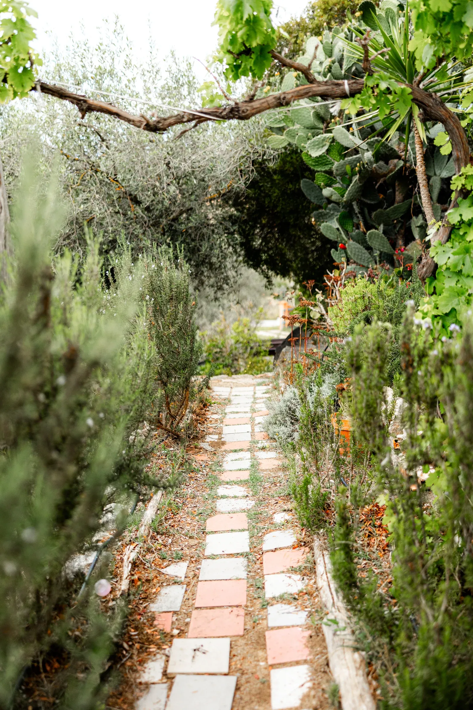 Uno stretto sentiero di mattoni attraversa il giardino